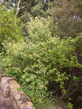 APII jpeg image of Astrotricha latifolia  © contact APII