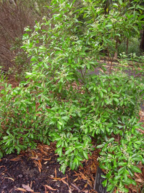 APII jpeg image of Psychotria daphnoides  © contact APII