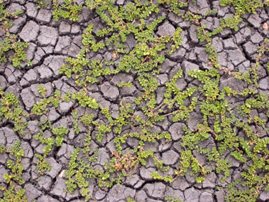 APII jpeg image of Wilsonia rotundifolia  © contact APII