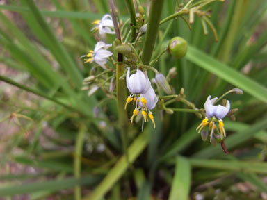 APII jpeg image of Dianella longifolia var. grandis  © contact APII