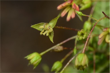 APII jpeg image of Dodonaea multijuga  © contact APII