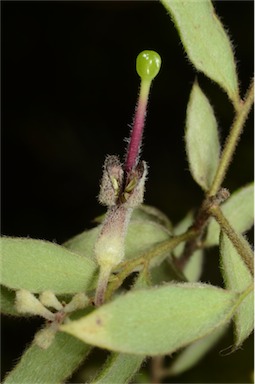 APII jpeg image of Grevillea mucronulata  © contact APII