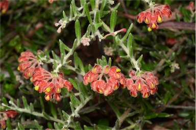 APII jpeg image of Grevillea saccata  © contact APII