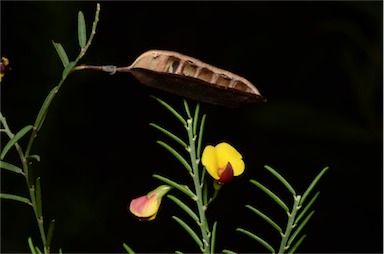 APII jpeg image of Bossiaea heterophylla  © contact APII