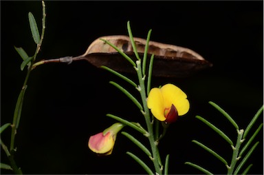 APII jpeg image of Bossiaea heterophylla  © contact APII