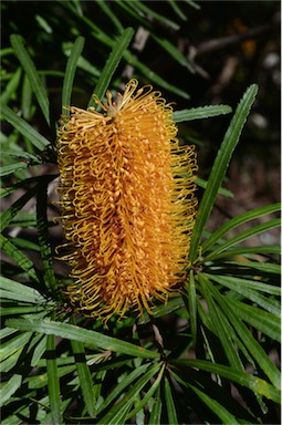 APII jpeg image of Banksia spinulosa var. spinulosa  © contact APII