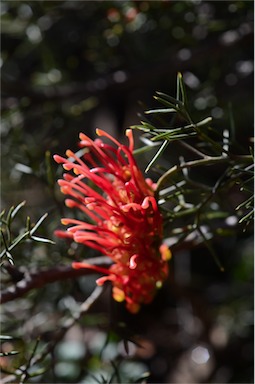 APII jpeg image of Grevillea treueriana  © contact APII