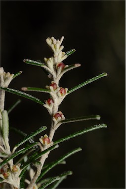 APII jpeg image of Bertya rosmarinifolia  © contact APII