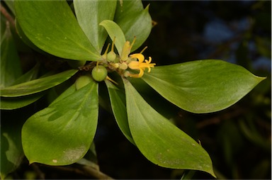 APII jpeg image of Persoonia levis  © contact APII