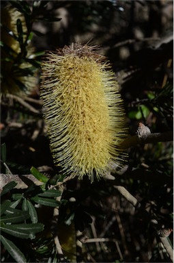 APII jpeg image of Banksia marginata  © contact APII