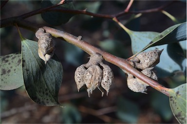 APII jpeg image of Hakea petiolaris  © contact APII