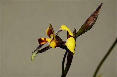 APII jpeg image of Diuris longifolia  © contact APII