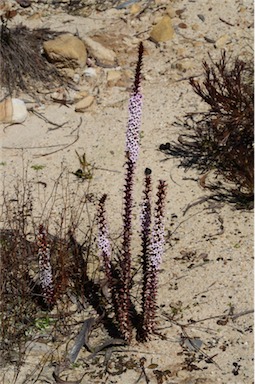 APII jpeg image of Epacris purpurascens var. purpurascens  © contact APII