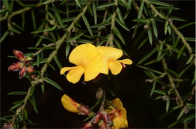 APII jpeg image of Pultenaea juniperina  © contact APII