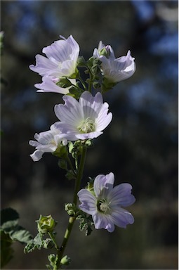 APII jpeg image of Malva preissiana  © contact APII