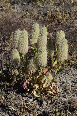 APII jpeg image of Ptilotus nobilis  © contact APII