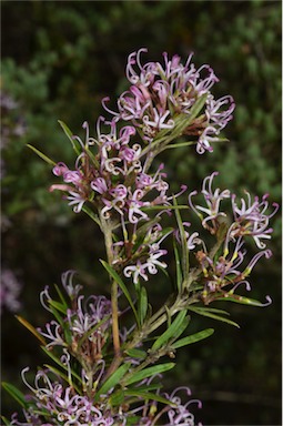 APII jpeg image of Grevillea patulifolia  © contact APII