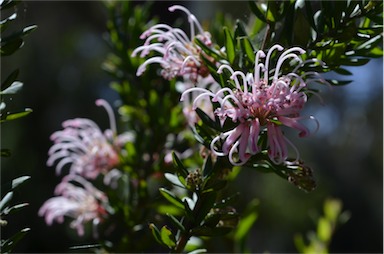 APII jpeg image of Grevillea sericea  © contact APII