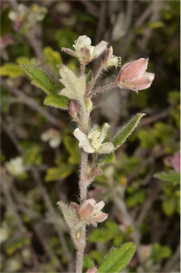 APII jpeg image of Xanthosia pilosa  © contact APII