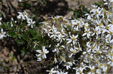 APII jpeg image of Olearia erubescens  © contact APII