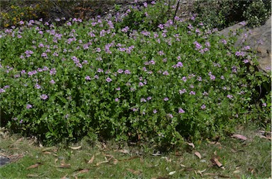 APII jpeg image of Pelargonium littorale  © contact APII