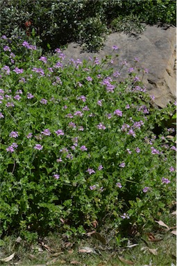 APII jpeg image of Pelargonium littorale  © contact APII