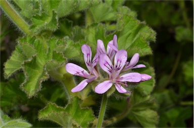 APII jpeg image of Pelargonium littorale  © contact APII