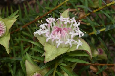 APII jpeg image of Pimelea spectabilis  © contact APII