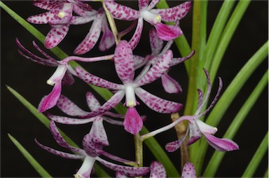 APII jpeg image of Dipodium ensifolium  © contact APII