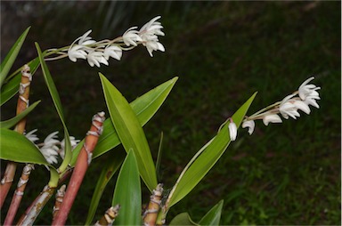 APII jpeg image of Dendrobium x delicatum  © contact APII