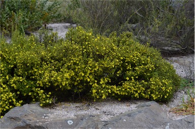 APII jpeg image of Hibbertia fasciculata  © contact APII