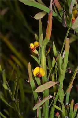 APII jpeg image of Bossiaea ensata  © contact APII