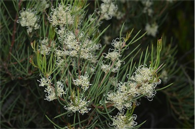 APII jpeg image of Hakea microcarpa  © contact APII