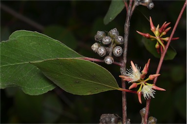 APII jpeg image of Eucalyptus infera  © contact APII