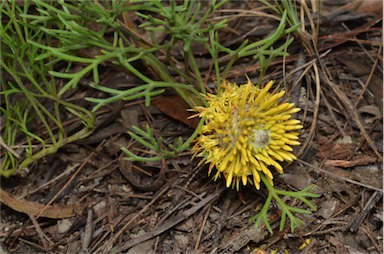 APII jpeg image of Isopogon prostratus  © contact APII