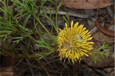 APII jpeg image of Isopogon prostratus  © contact APII