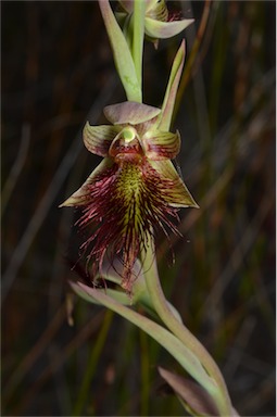 APII jpeg image of Calochilus paludosus  © contact APII