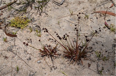 APII jpeg image of Juncus planifolius  © contact APII