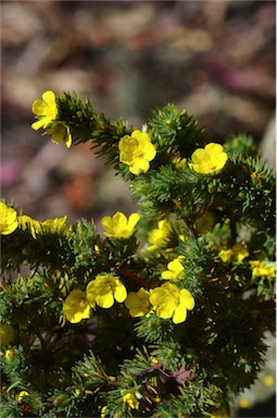 APII jpeg image of Hibbertia fasciculata  © contact APII