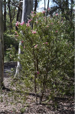 APII jpeg image of Callistemon pungens subsp. synoriensis  © contact APII