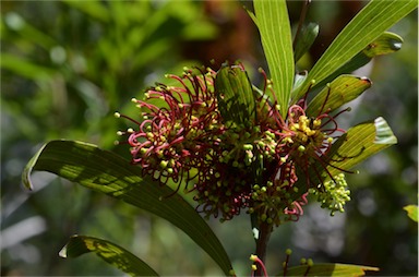 APII jpeg image of Hakea trineura  © contact APII