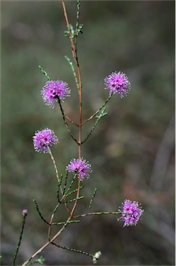 APII jpeg image of Kunzea opposita var. opposita  © contact APII