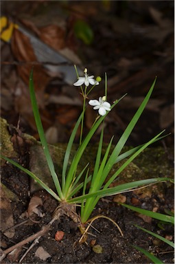 APII jpeg image of Libertia pulchella  © contact APII