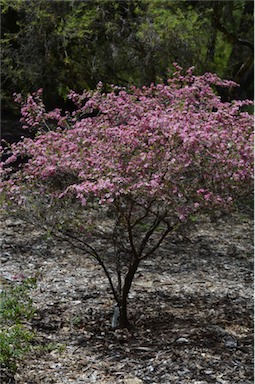 APII jpeg image of Leptospermum 'Tickled Pink'  © contact APII