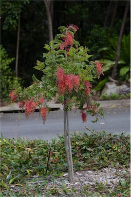 APII jpeg image of Grevillea bipinnatifida 'Jingle Bells'  © contact APII