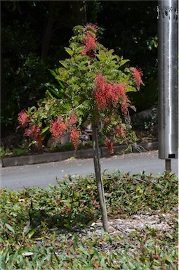 APII jpeg image of Grevillea bipinnatifida 'Jingle Bells'  © contact APII