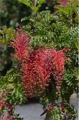 APII jpeg image of Grevillea bipinnatifida 'Jingle Bells'  © contact APII