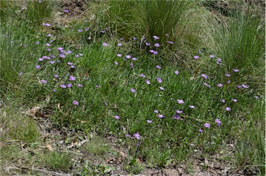 APII jpeg image of Calotis scabiosifolia var. integrifolia  © contact APII