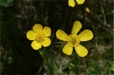 APII jpeg image of Ranunculus lappaceus  © contact APII