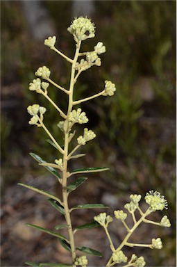 APII jpeg image of Astrotricha ledifolia  © contact APII